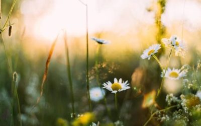 ¿Qué es la Disnea Estacional y cómo identificarla?