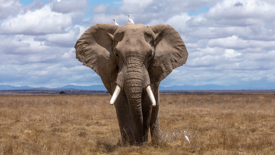 Lo que no sabías sobre el olfato de los elefantes