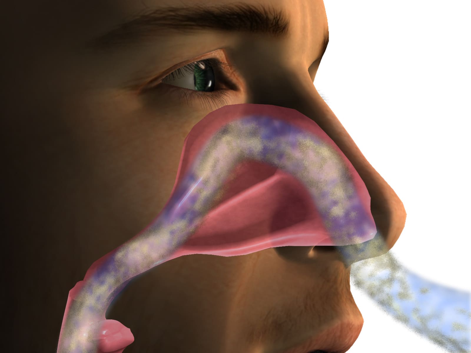 Tienes enfermedades recurrentes en la nariz